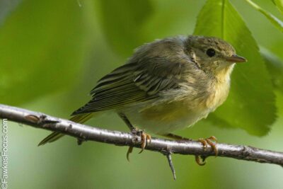 Yellow Warbler Yellow Warbler perched on a tree branch surrounded by green leaves showing its vibrant plumage. Ideal image for birdwatching enthusiasts and nature photography fans.
