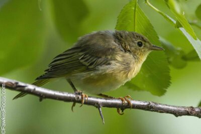 Yellow Warbler Yellow Warbler perched on a branch surrounded by lush green leaves highlighting its vibrant plumage. Perfect depiction of a Yellow Warbler in its natural habitat.