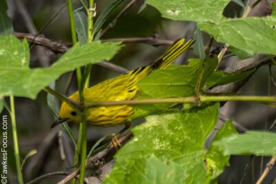 Yellow Warbler Yellow Warbler resting among lush green leaves and branches in its natural habitat. Perfect example of Yellow Warbler's vibrant plumage and environment.
