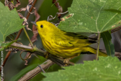 Yellow Warbler A vibrant Yellow Warbler perched among green foliage, showcasing its bright yellow plumage and natural habitat, ideal for bird watching and nature enthusiasts.